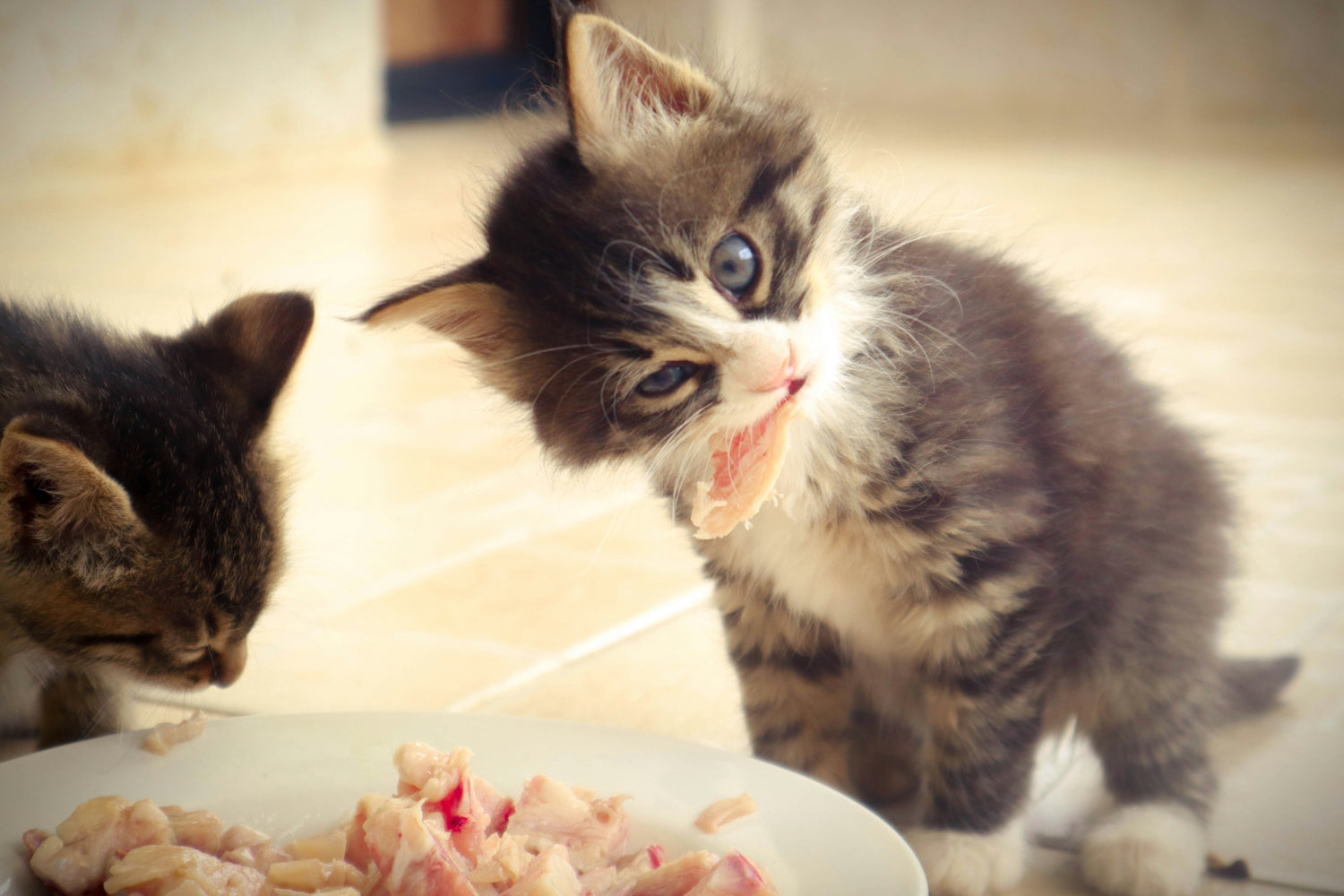 Cat Treats