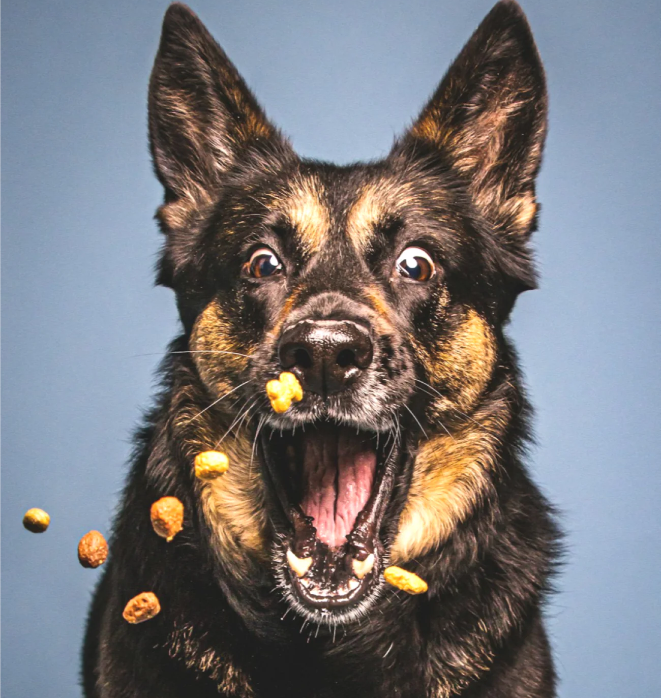 Dog Treats
